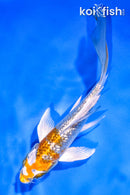 5.5" GINRIN KUJAKU BUTTERFLY