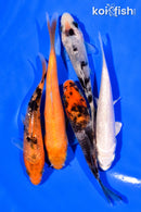 PACK OF (5) 3-4" STANDARD KOI