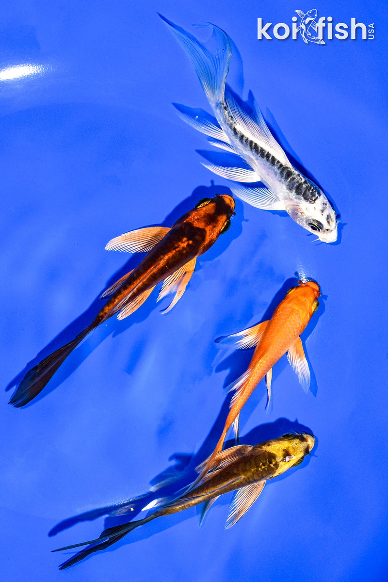 PACK OF (4) 3-4" BUTTERFLY KOI