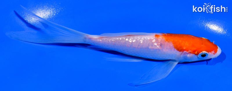 5.25" GINRIN KOHAKU BUTTERFLY