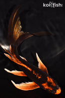 7.5" ORENJI MATSUBA BUTTERFLY