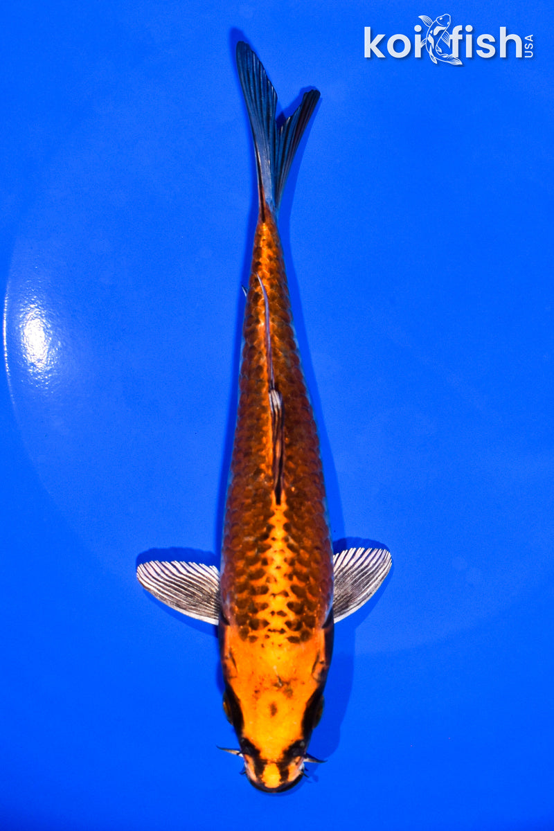 6.5" BENI GINGA