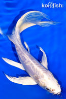 7.25" ARAGOKE PLATINUM OGON BUTTERFLY