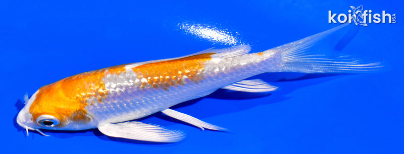 4" GINRIN HARIWAKE BUTTERFLY
