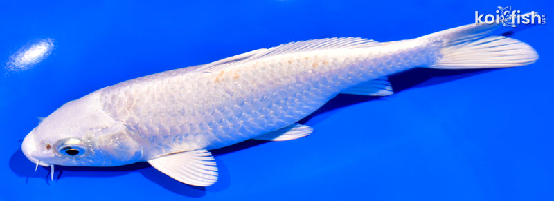 6.75" PLATINUM OGON