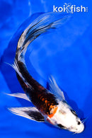 5.5" YAMATO NISHIKI BUTTERFLY