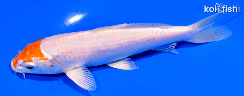 7" HARIWAKE