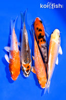 PACK OF (5) 3-4" MIXED STANDARD KOI
