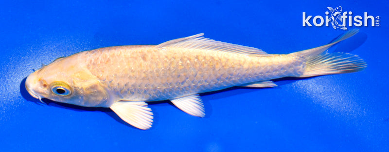 5.5" YAMABUKI OGON