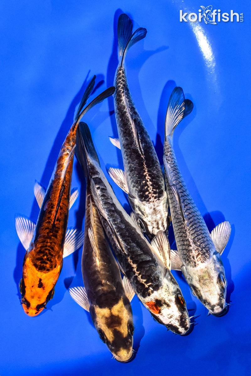 PACK OF (5) 4-5" STANDARD KOI