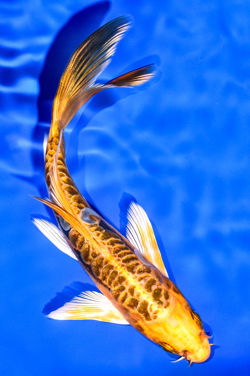 5.75" ARAGOKE BENI KIKOKURYU BUTTERFLY