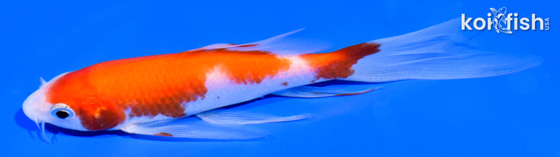 5.25" KOHAKU BUTTERFLY