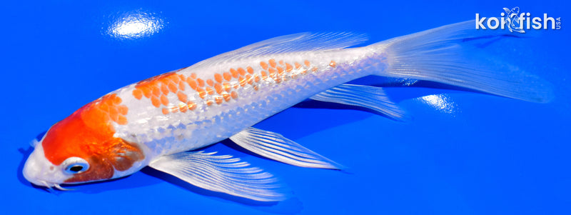 6.75" GINRIN HARIWAKE BUTTERFLY