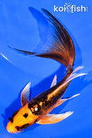 6" ARAGOKE BENI KIKOKURYU BUTTERFLY