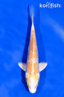 5" GINRIN LEMON HARIWAKE