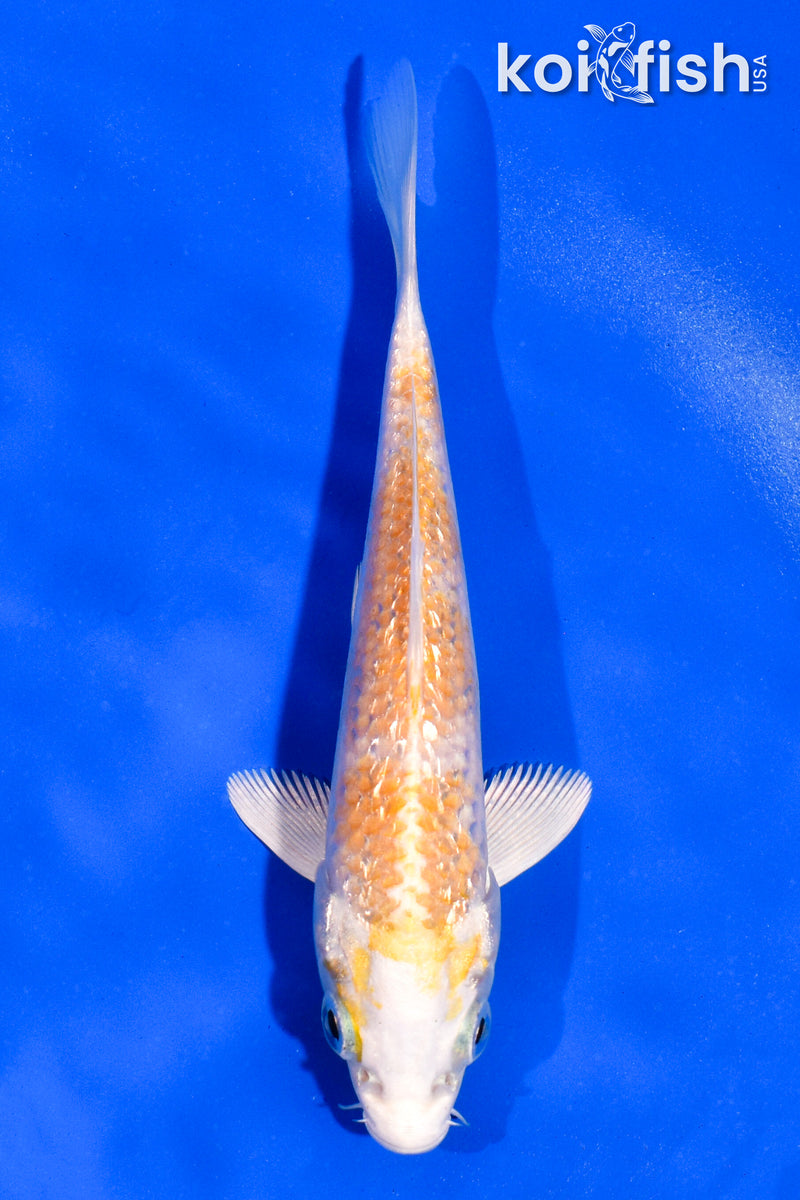 5" GINRIN LEMON HARIWAKE