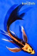 6" BENI KIKOKURYU BUTTERFLY