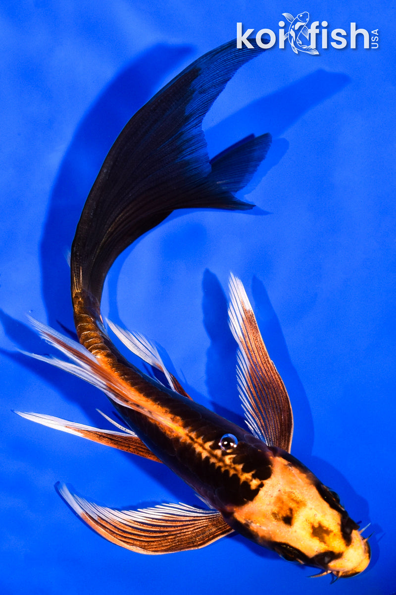 6" BENI KIKOKURYU BUTTERFLY