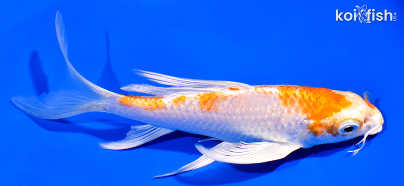 6.25" HARIWAKE BUTTERFLY