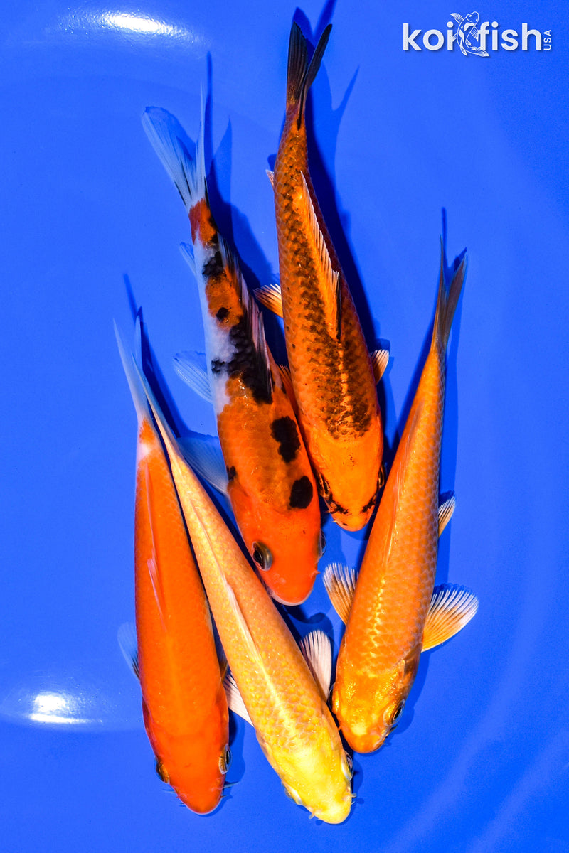 PACK OF (5) 4-5" STANDARD KOI