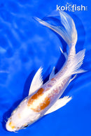 6" GINRIN KIKUSUI BUTTERFLY