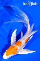 5.5" KIKUSUI BUTTERFLY