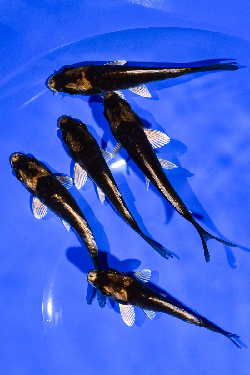 PACK OF (5) 4-5" STANDARD KOI