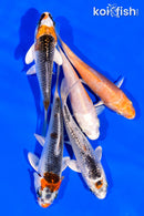 PACK OF (5) 3"- 4" STANDARD KOI