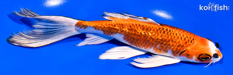 7" GINRIN KUJAKU BUTTERFLY