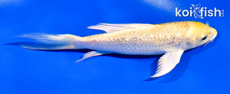 5" GINRIN YAMABUKI OGON BUTTERFLY