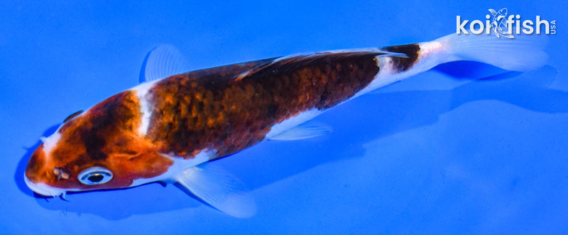 5.5" GOROMO