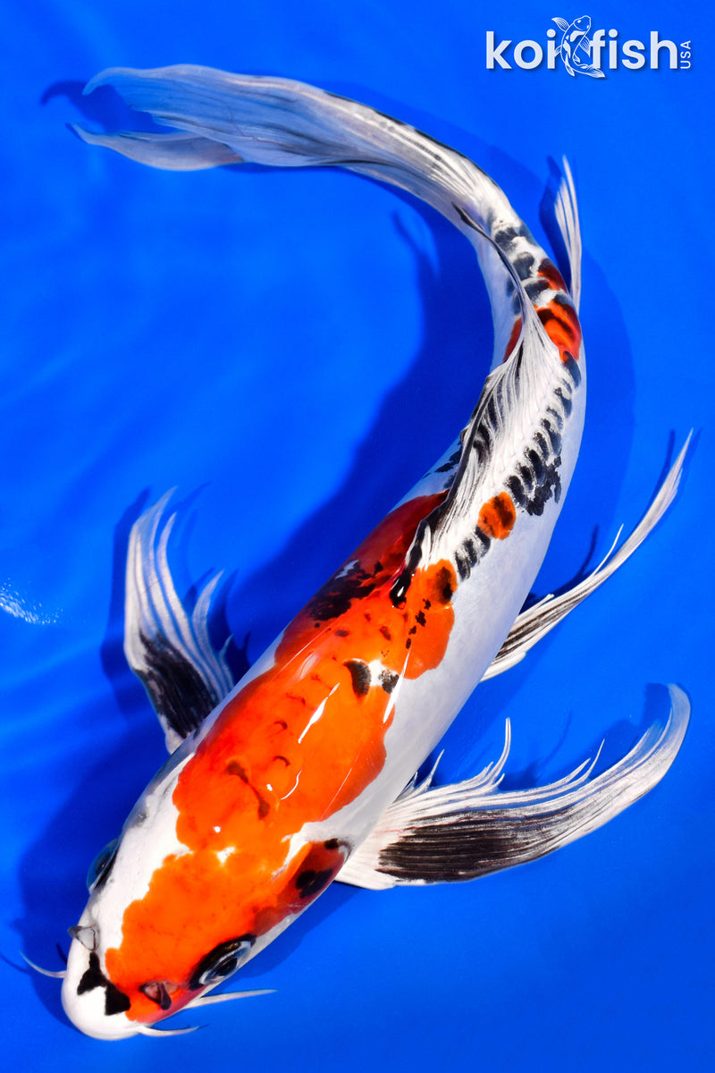 11.75" DOITSU KUJAKU BUTTERFLY