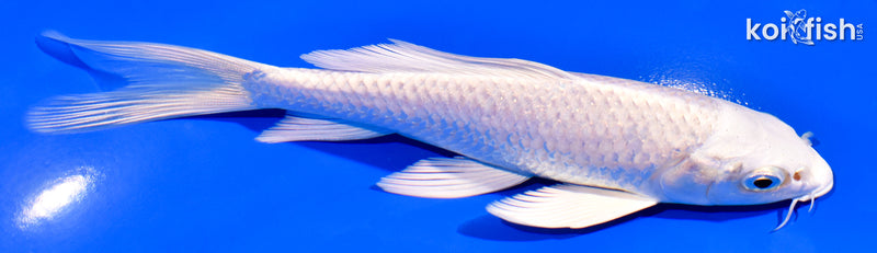 6" PLATINUM OGON BUTTERFLY