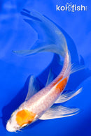 5.25" ARAGOKE HARIWAKE BUTTERFLY