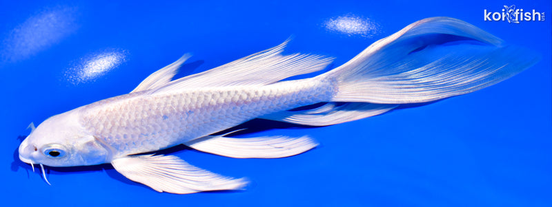 7.75" PLATINUM OGON BUTTERFLY