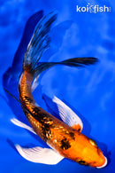 6" GINRIN YAMATO NISHIKI BUTTERFLY