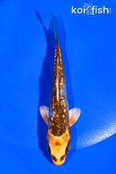 4" GINRIN BENI GINGA