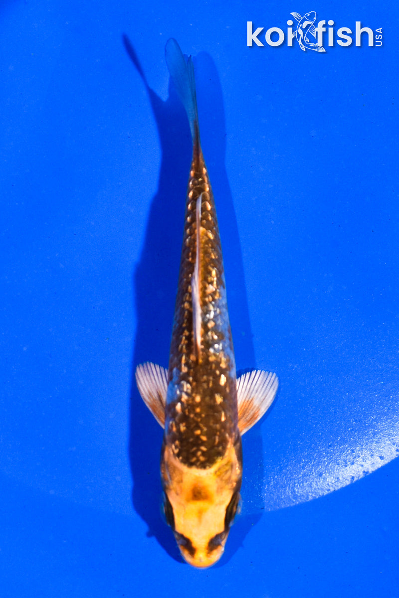 4" GINRIN BENI GINGA