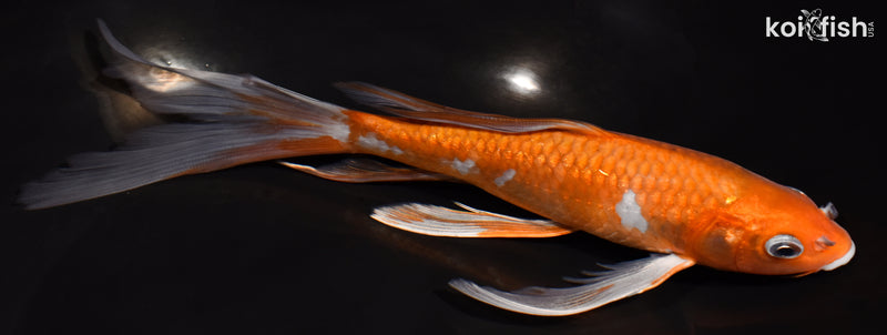 8" OCHIBA SHIGURE BUTTERFLY