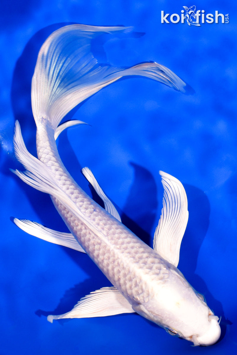 7.5" PLATINUM OGON BUTTERFLY