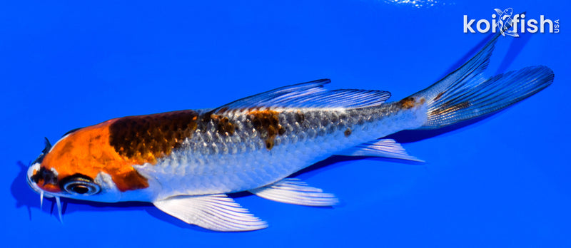 4.25" KUJAKU BUTTERFLY