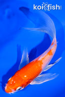 4.25" HARIWAKE BUTTERFLY