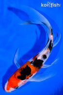 7.5" KUCHIBENI SANKE BUTTERFLY