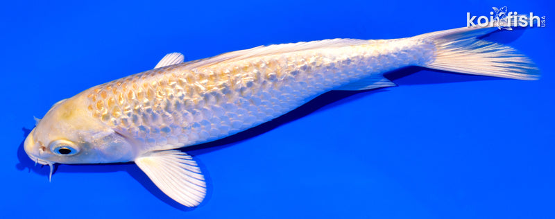 6.25" GINRIN YAMABUKI OGON