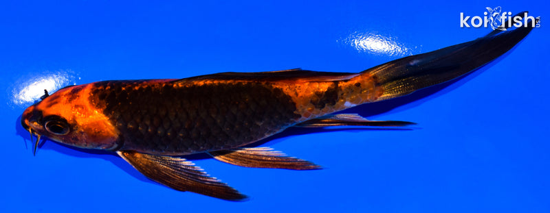 5.75" KIN HI UTSURI BUTTERFLY