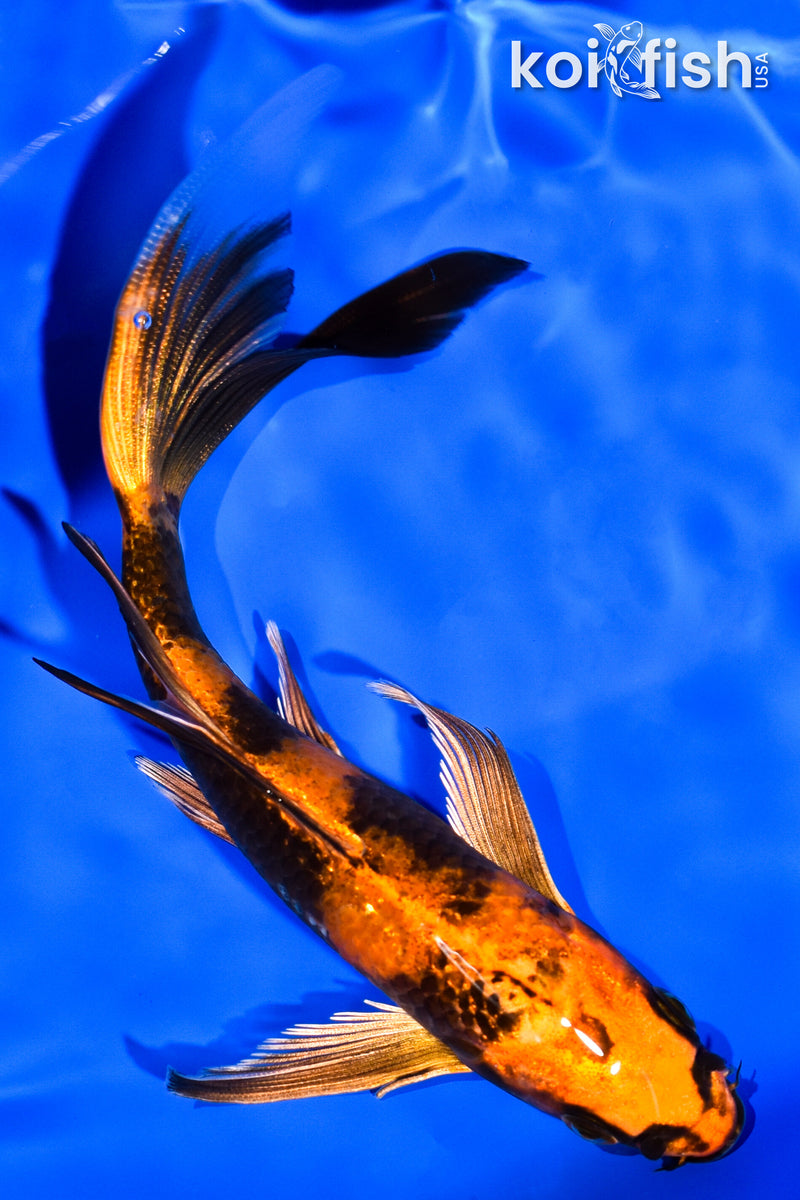 6" KIN HI UTSURI BUTTERFLY