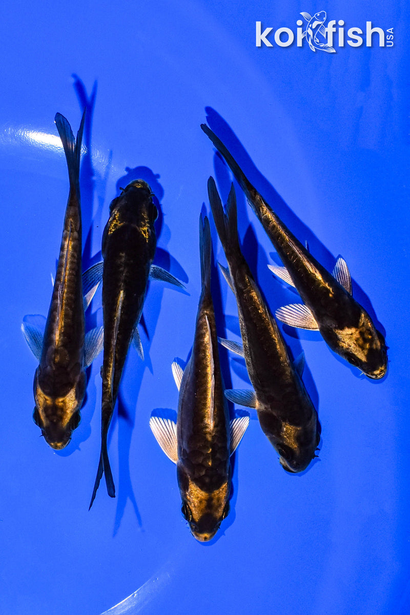 PACK OF (5) 4-5" STANDARD KOI