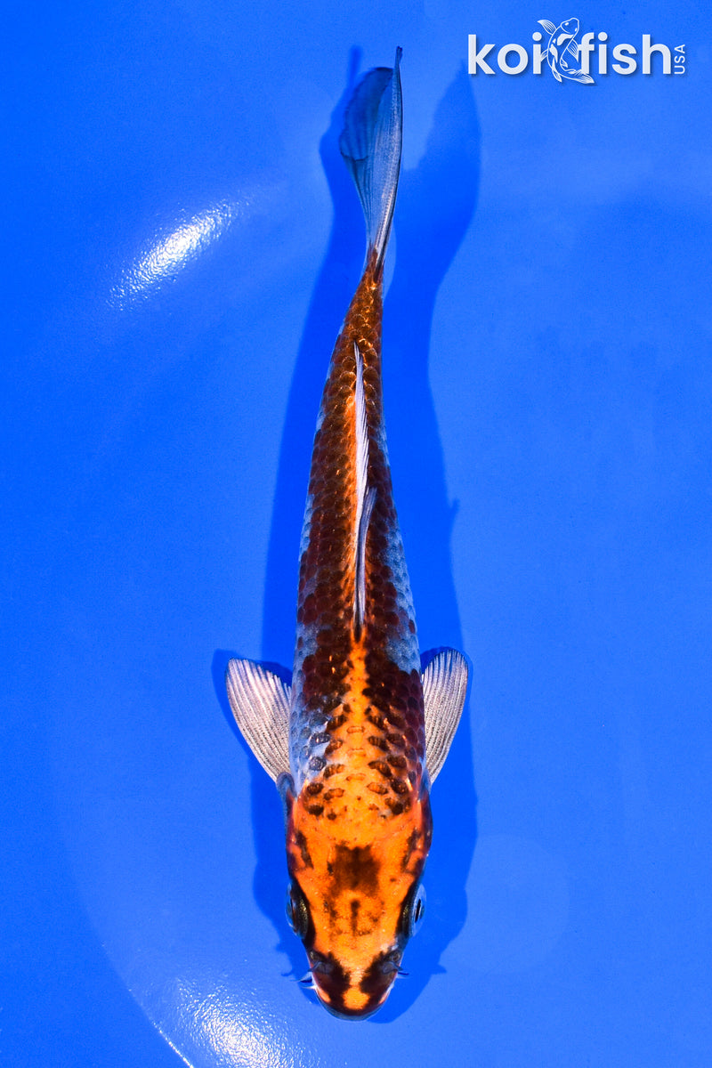 5.5" GINRIN BENI GINGA