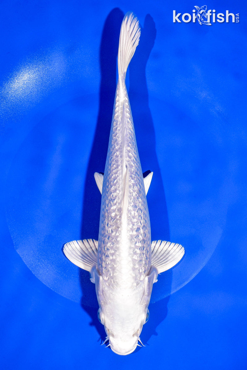 9.75" GINRIN PLATINUM OGON