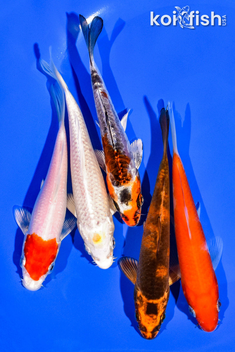 PACK OF (5) 4-5" STANDARD KOI